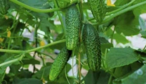 Огурец Могучая кучка