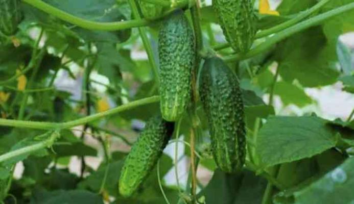 Огурец Могучая кучка