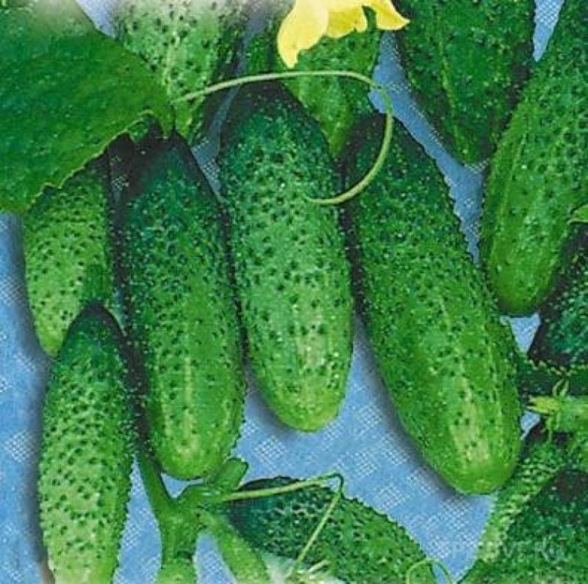 Огурец Моравский корнишон