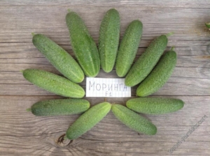 Огурец Моринга