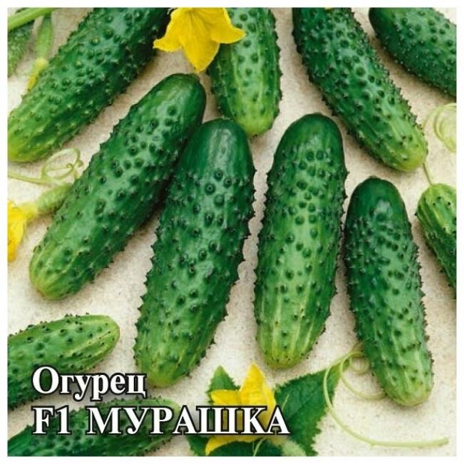 Огурец Мурашка 2