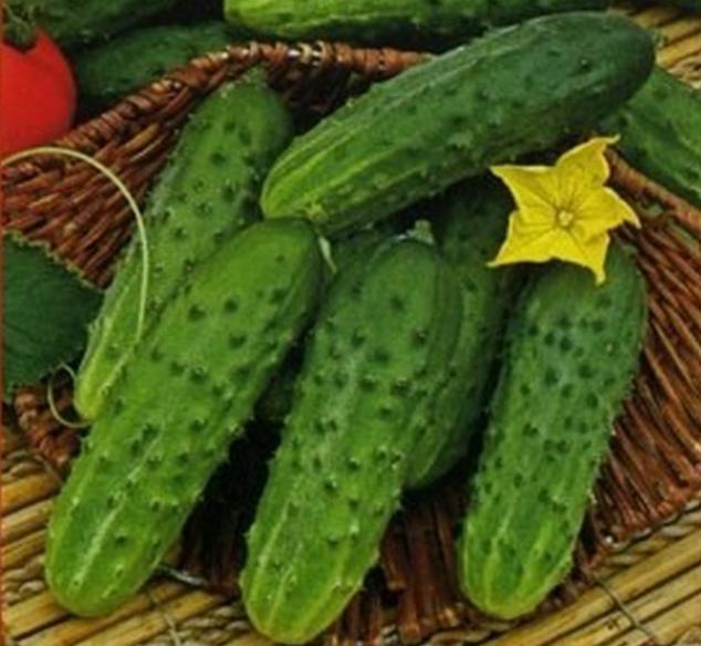 Огурец Орлик