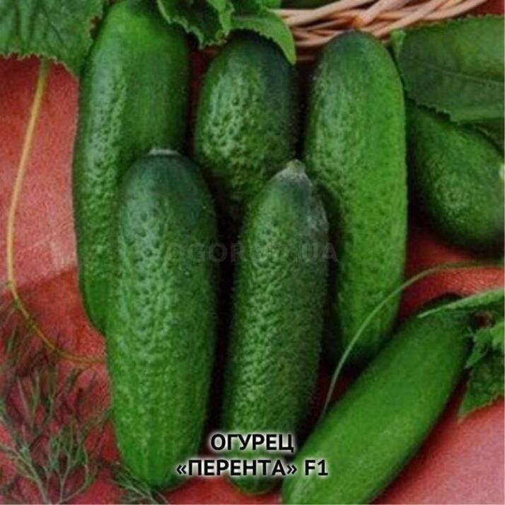 Огурец Перента