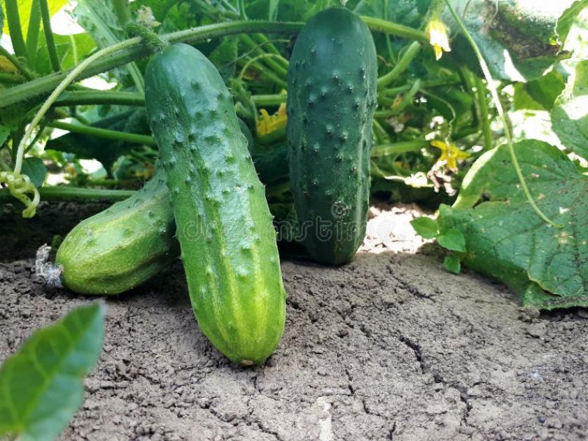 Огурец Плантатор