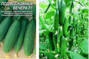 Огурец Подмосковные вечера