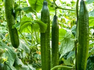Огурец Рафаэль