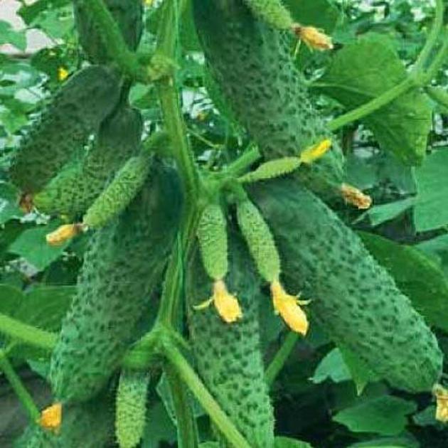Огурец Ратник 5