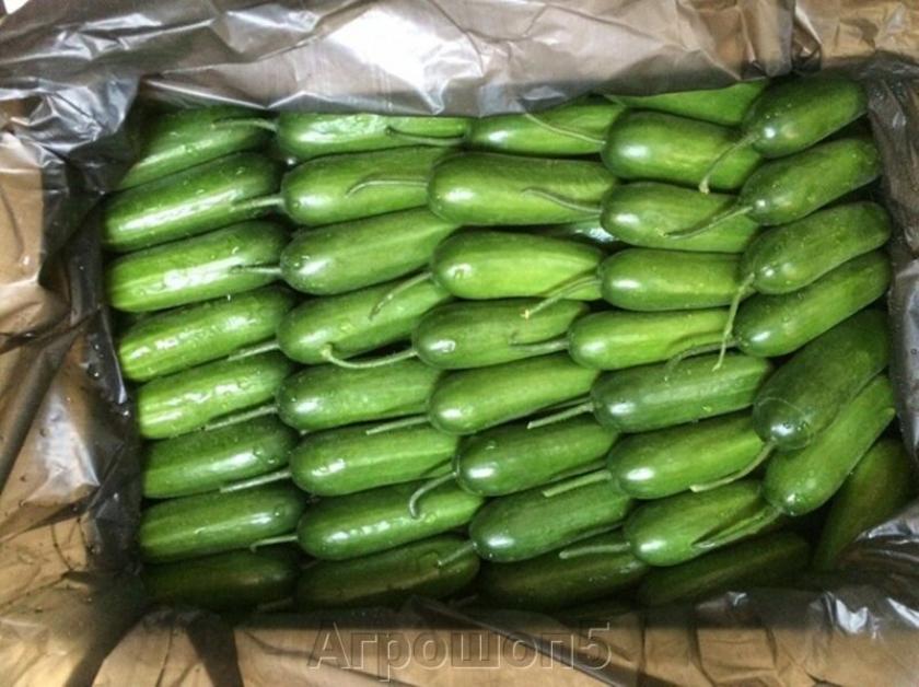 Огурец Рэмбо
