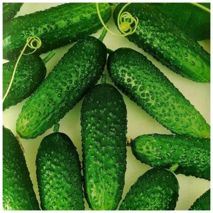 Огурец Рита