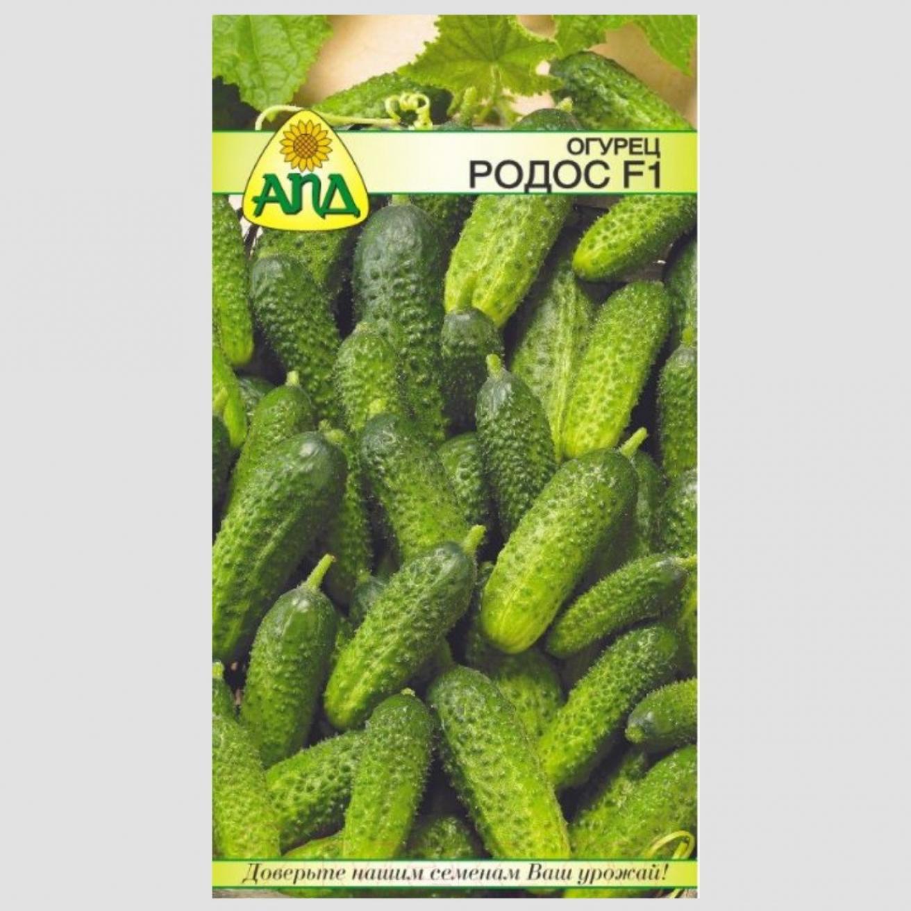 Огурец Родос