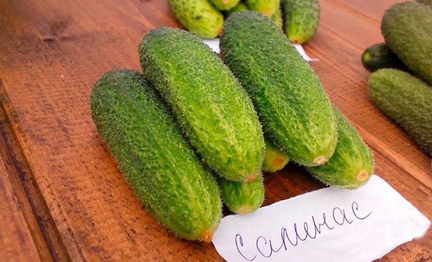 Огурец Салинас