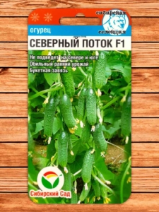Огурец Северный поток