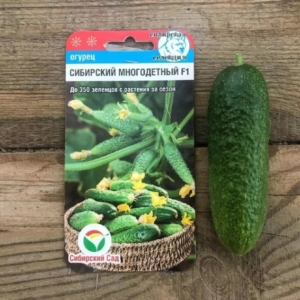 Огурец Сибирский многодетный