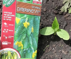 Огурец Суперхруст