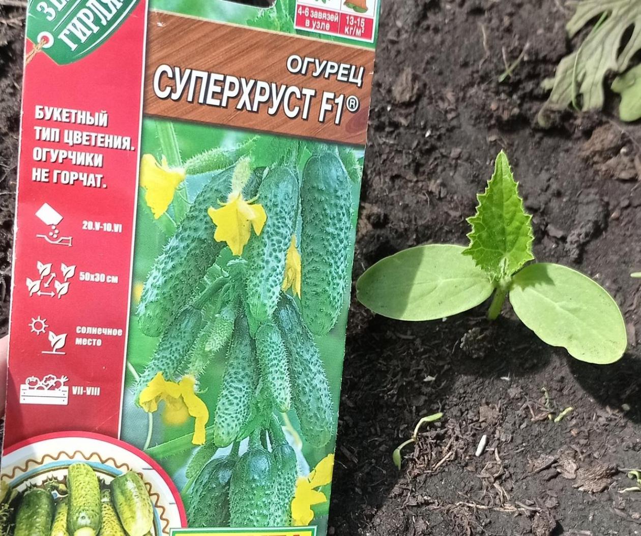 Огурец Суперхруст