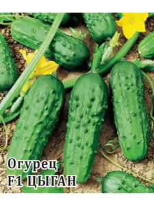 Огурец Цыган