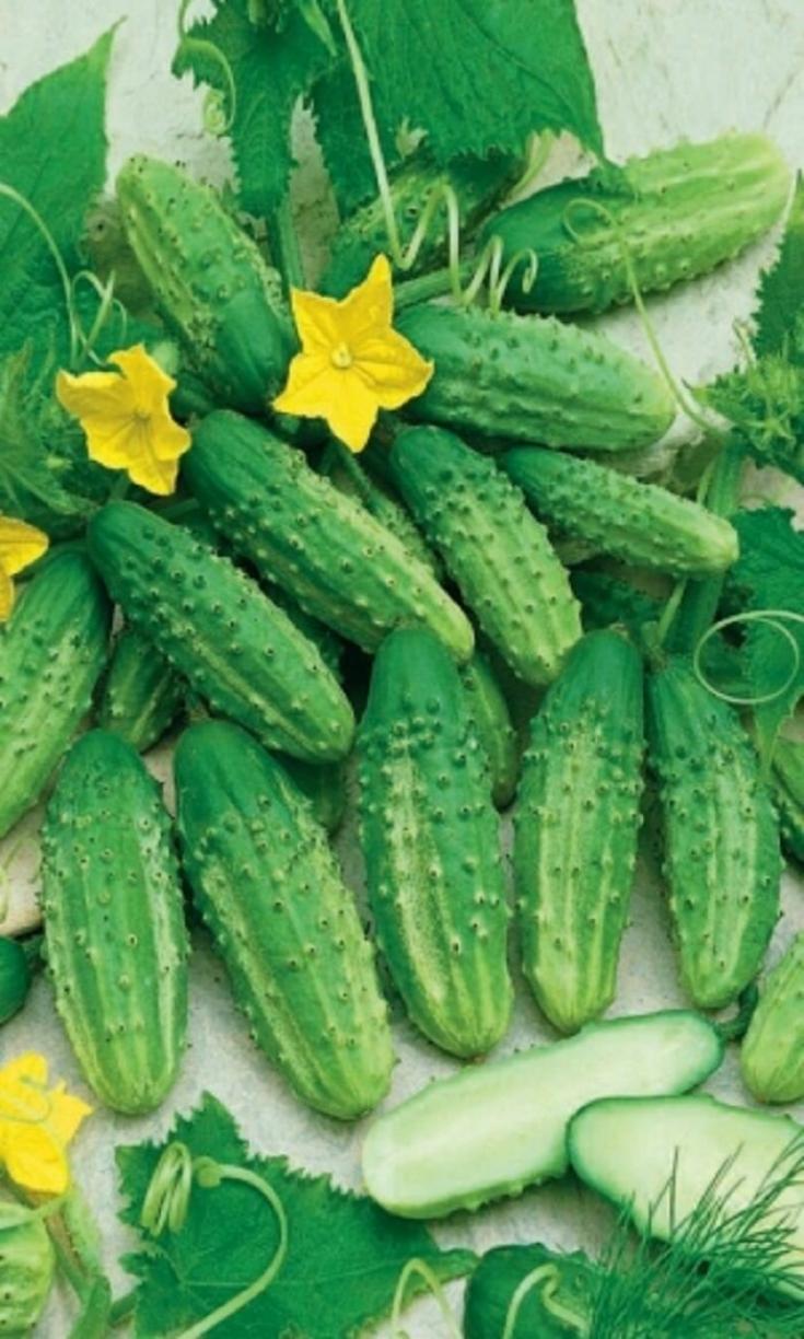 Огурец Уральский корнишон