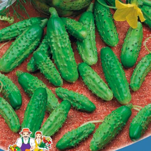 Огурец Уральский пикуль 2