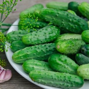 Огурец Уральский пикуль