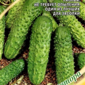 Огурец Устюг