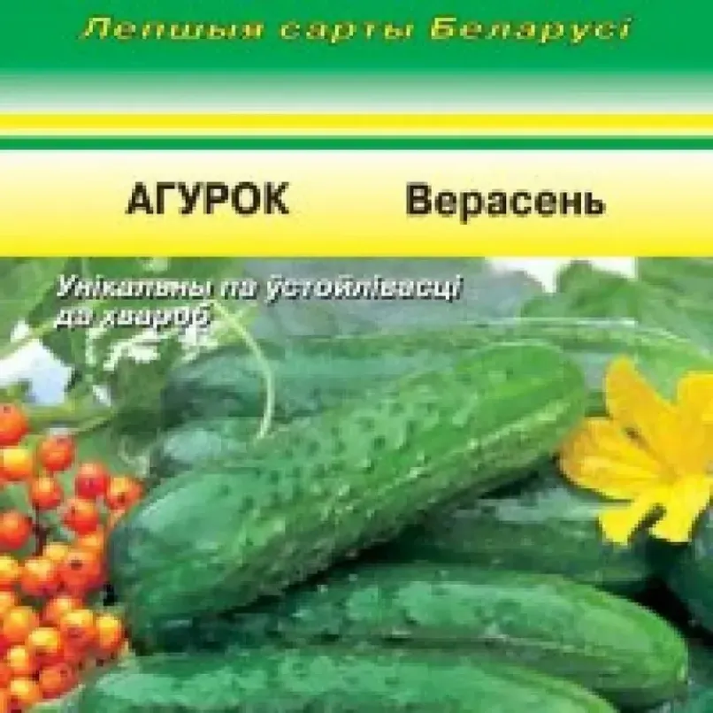 Огурец Верасень 2