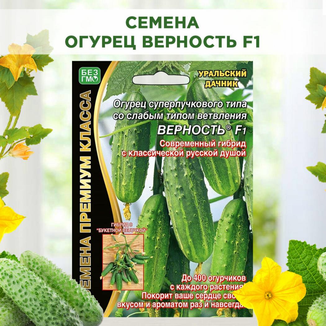 Огурец Верность 2