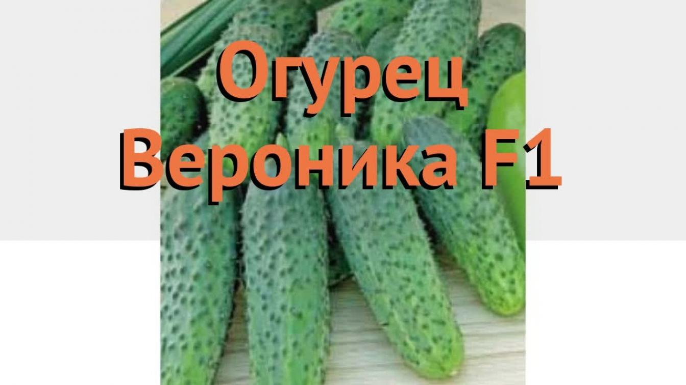 Огурец Вероника 2