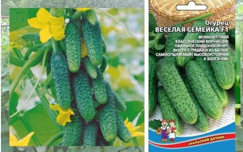 Огурец Веселая семейка 3