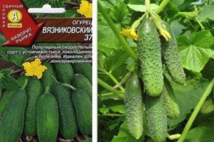 Огурец Вязниковский 37