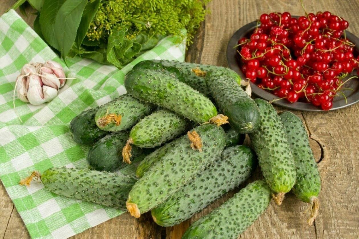 Огурец Закусочный