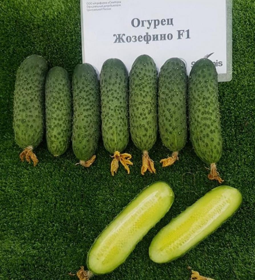 Огурец Жозефино