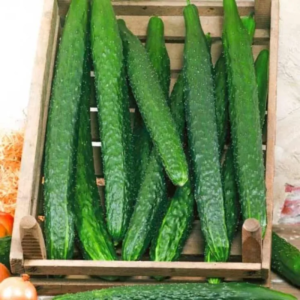 Огурец Змей искуситель