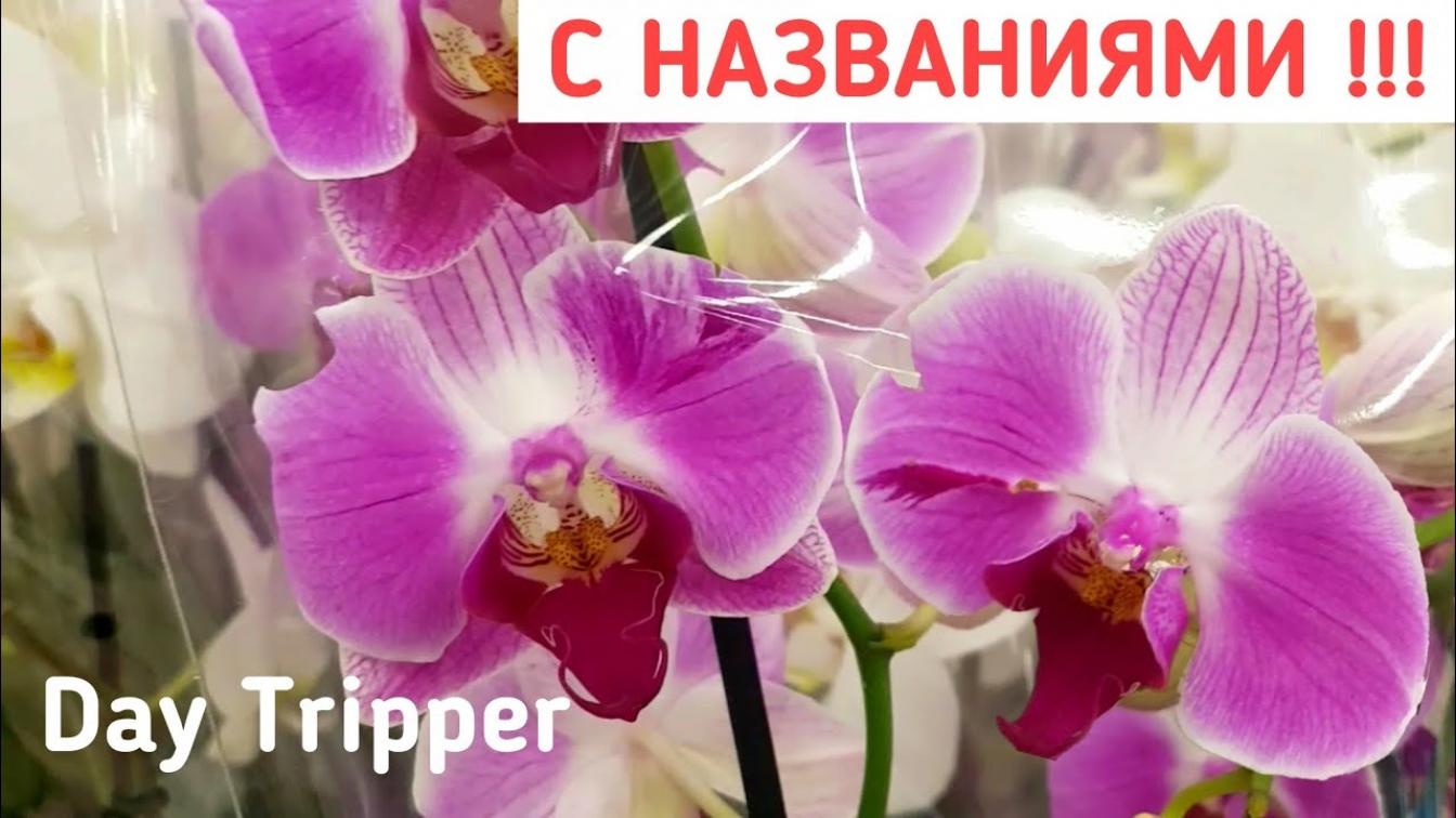 Орхидея Дей Триппер (Day Tripper) 3