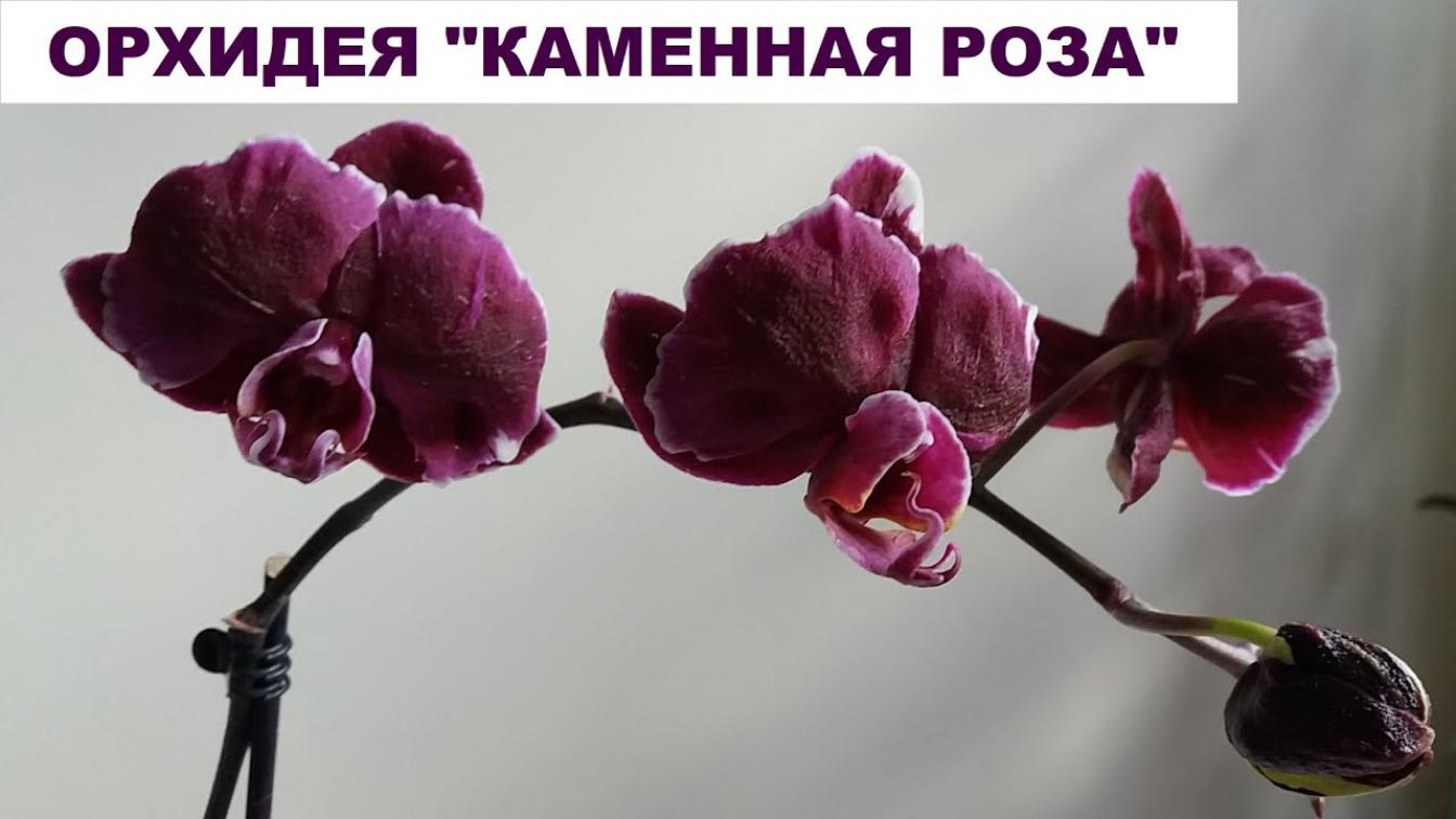 Орхидея Каменная Роза 5