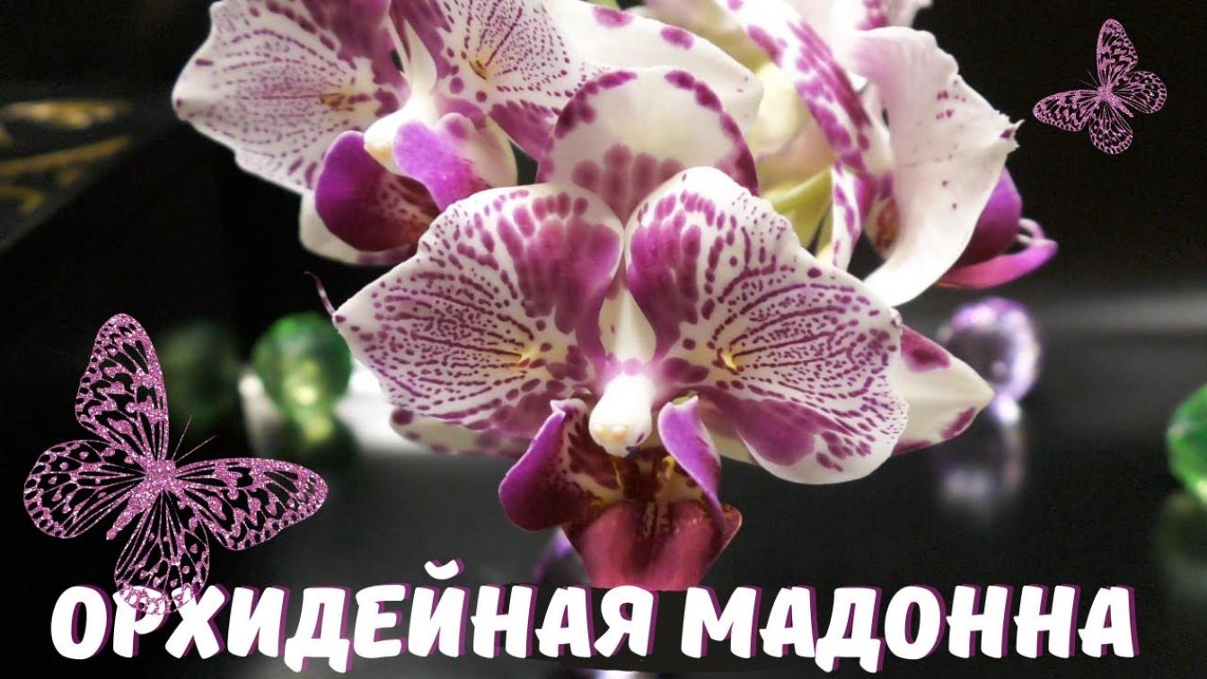 Орхидея Мадонна 4