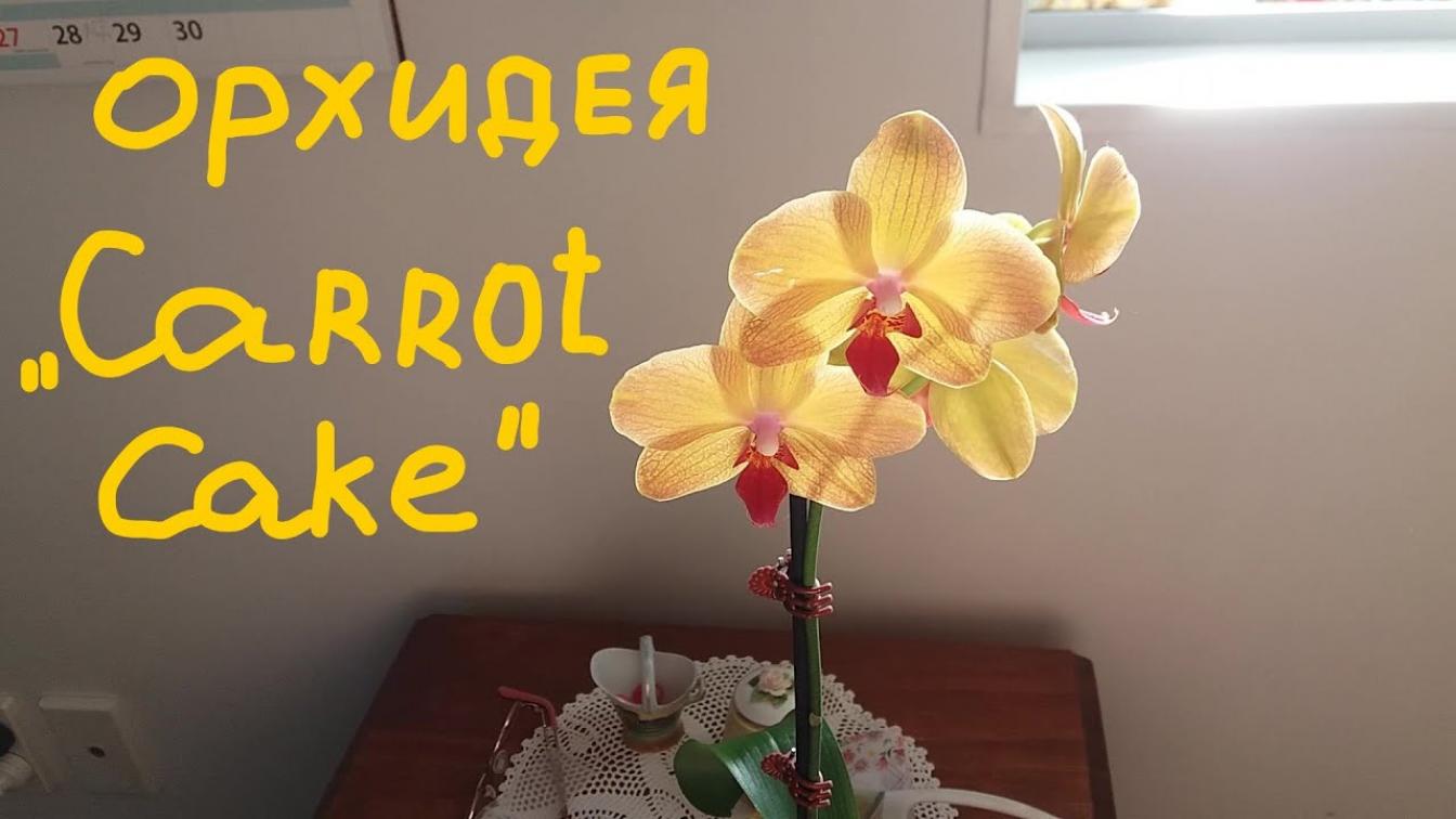 Орхидея Морковный пирог 2