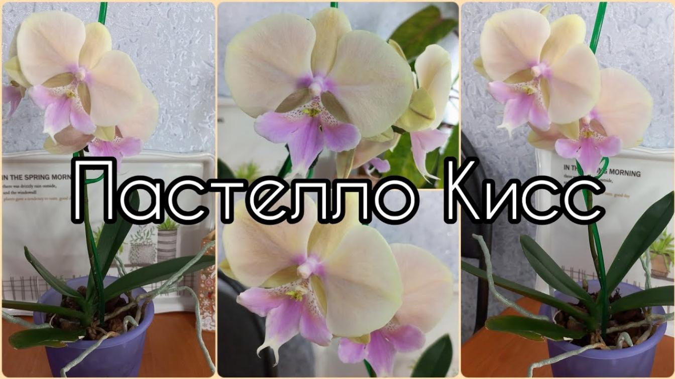 Орхидея Пастелло Кисс 2