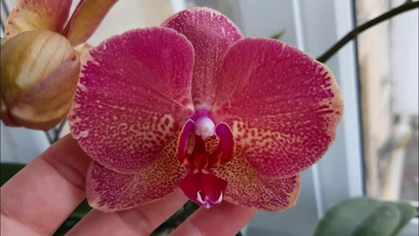 Орхидея Рауль 2