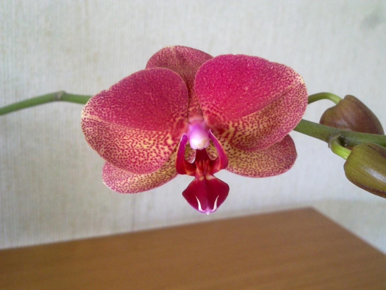 Орхидея Рауль 3