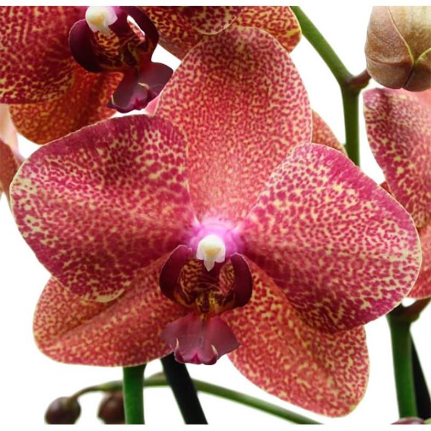 Орхидея Рауль 4