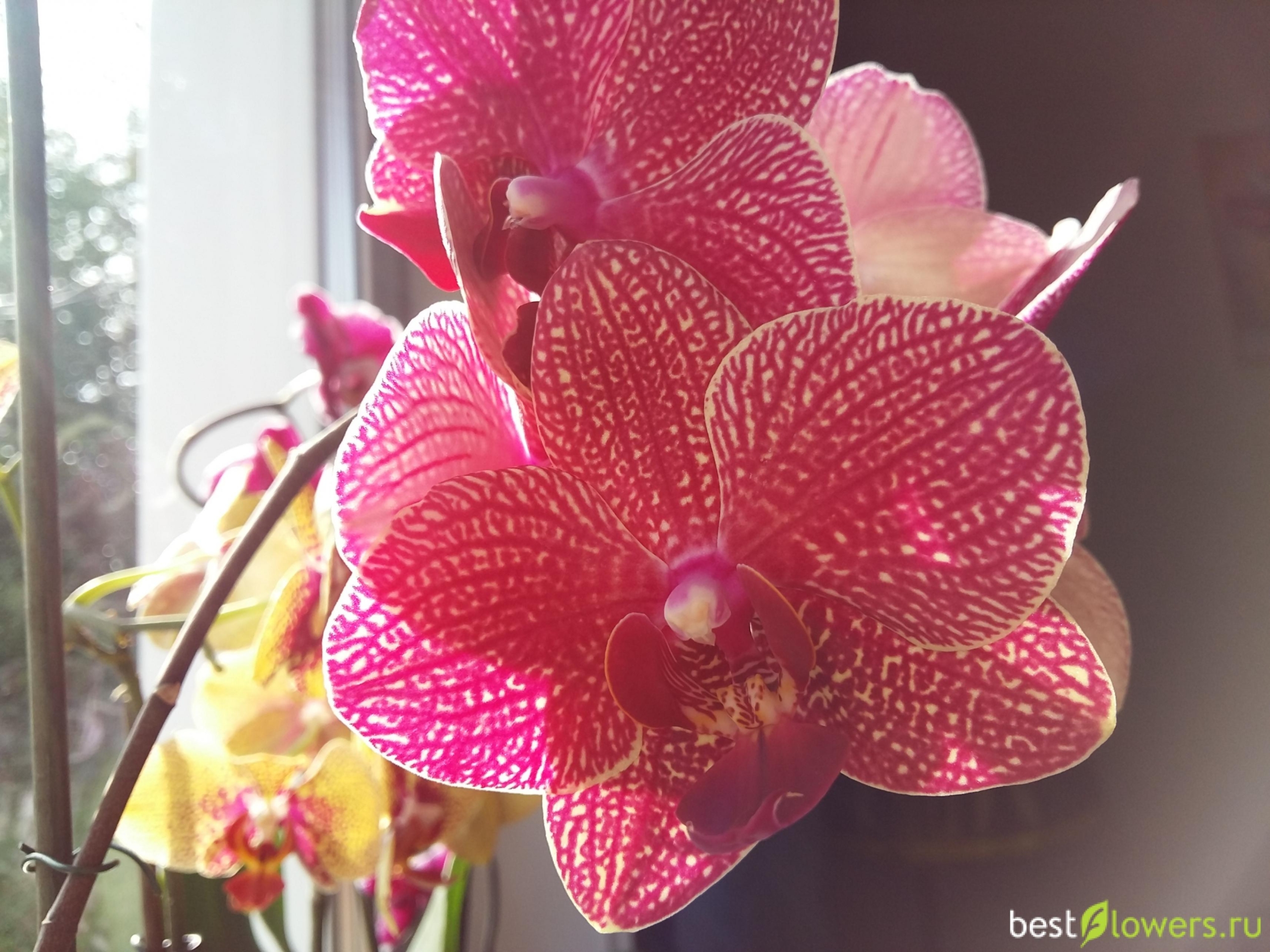 Орхидея Рауль 5