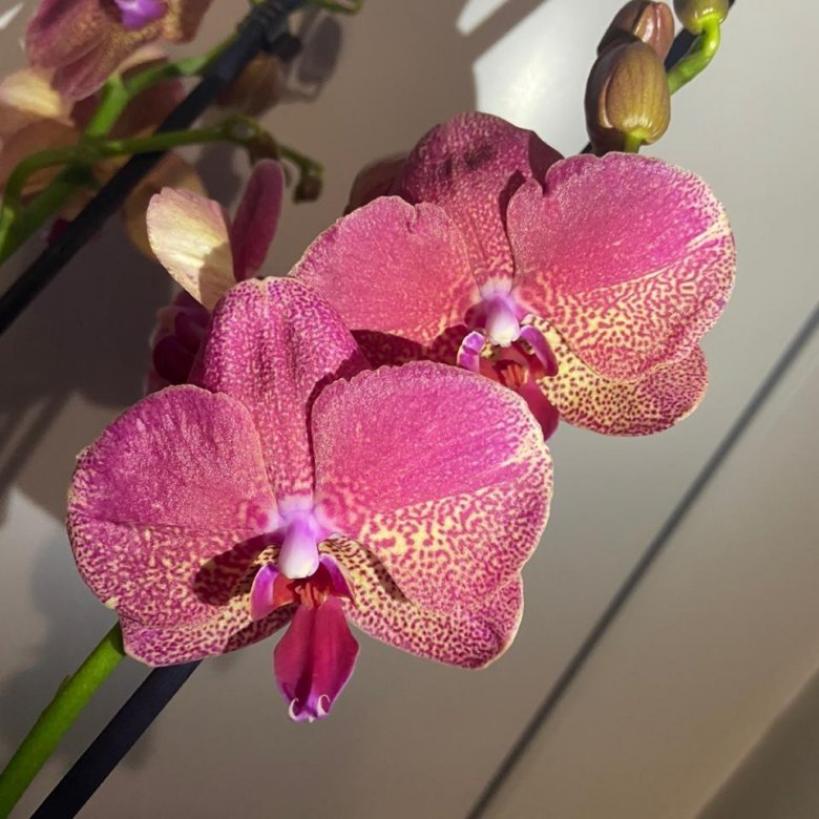 Орхидея Рауль