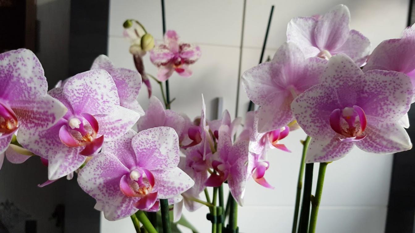 Орхидея Роттердам 2
