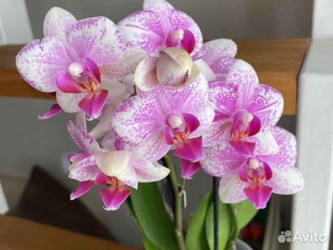 Орхидея Роттердам 4