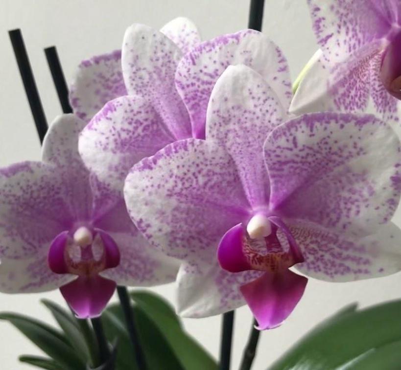 Орхидея Роттердам