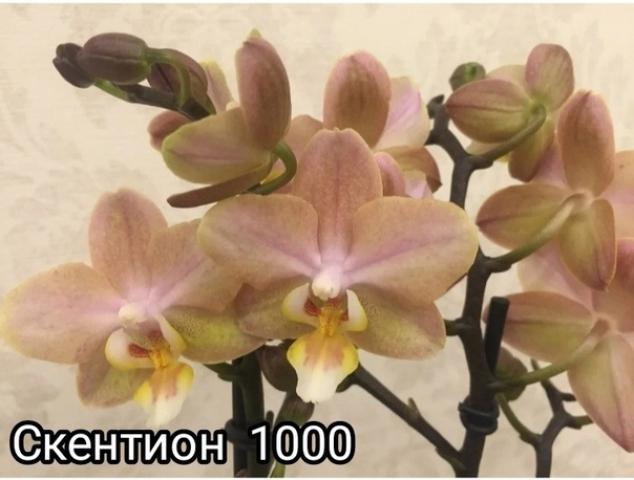 Орхидея Скентион (Scention) 3
