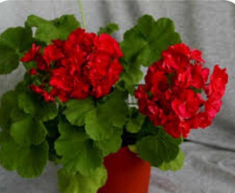 Пеларгония Аина (Aina) 4