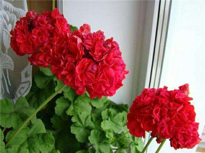 Пеларгония Аина (Aina) 5