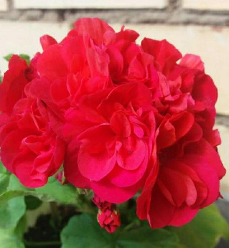 Пеларгония Аина (Aina) 6