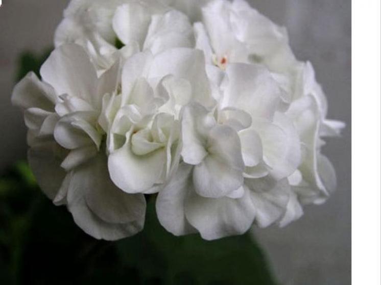 Пеларгония Альбина (Albina) 2